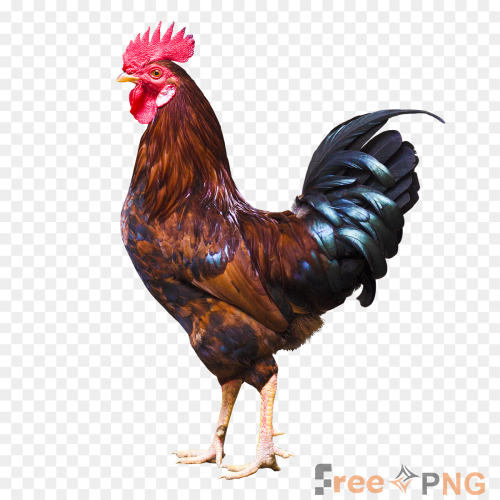 Chicken male Transparent PNG - Premium General element for professional editing and printing.