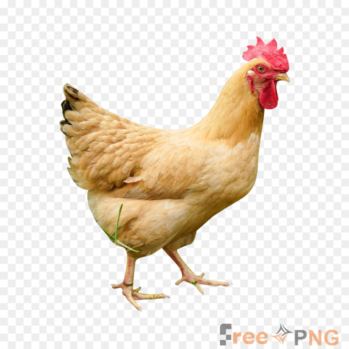Commercially Available Hd , Native Chicken Transparent PNG - Premium General element for professional editing and printing.
