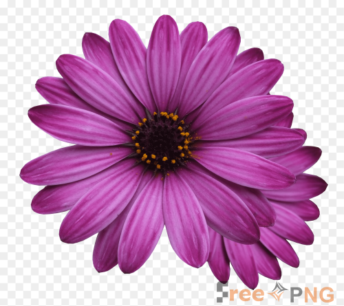 Flower Marigolds, Purple Flower, Flowers , Flowers Transparent PNG - Premium General element for professional editing and pri