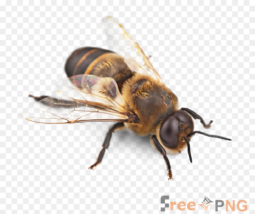 Makhi Transparent PNG - Premium General element for professional editing and printing.